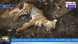 बैतूल के शाहपुर भौंरा नदी के पास ट्रैन से टकराया टाइगर हुई मौत। #bn #mp