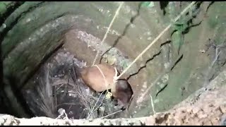 Well done Canaconkars'! #Bull rescued from well by villagers