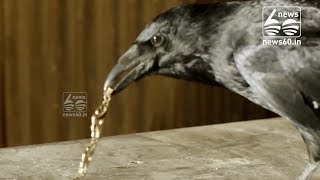 The Secrets Of Gift-Giving Crows