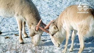Saiga antelopes are rare creatures