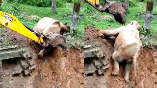 Viral Video Elephant stuck in mud rescued with the help of JCB in Coorg, Karnataka