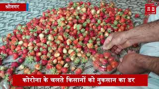कश्मीर की लजीज स्ट्रॉबेरी की निकासी शुरू, कोरोना और लॉकडाउन का दिख रहा असर