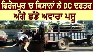Ferozepur में किसानो ने DC Complex में छोड़े Stray Animals