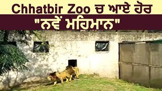 Chhatbir Zoo अब सैलानियों के लिए बना आकर्षण का केंद्र