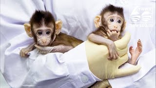 Monkeys cloned in world first, scientists reveal