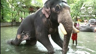 India has a spa for elephants