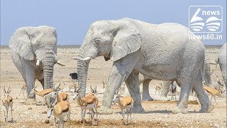 African 'white elephant' coats himself in clay and mud
