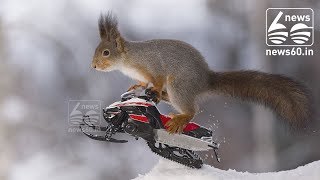 Winter Olympics fever hits wild squirrels in Sweden