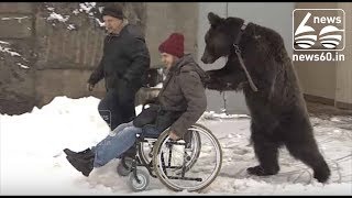 Bear forced to push his injured circus trainer around in wheelchair