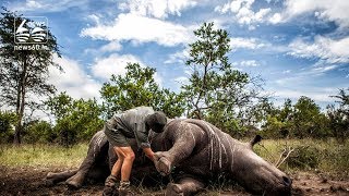 Over 1,000 rhinos killed by poachers in South Africa in 2017