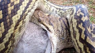 'Monty Python' grabs possum by the head, devours it in viral video