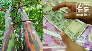 Kerala: Now, grow trees, mortgage them