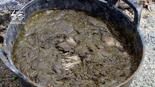 Dutch cow poo overload causes an environmental stink