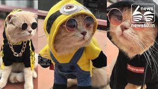 Pet cat dressed like an emperor minds a seafood stall in Vietnam