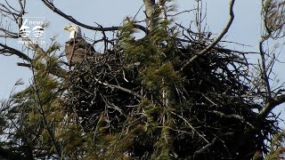 The largest bird's nest was  bald eagles
