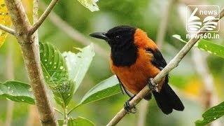 Hooded pitohui, one of the world's only toxic birds