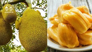 Jackfruit all set to be Kerala's official fruit