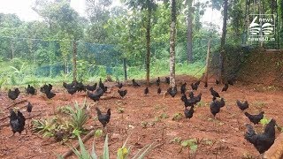 Why MP and Chhattisgarh are fighting over Kadaknath chicken