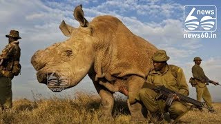 Sudan, last male northern white rhino, dies in Kenya