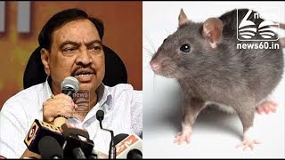3 Lakh Rats Killed In 7 Days? No Way, Says Ex-Maharashtra Minister