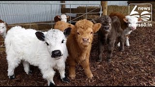Iowa Farmer Is Selling Micro-Cows the Size of Large Dogs as Pets