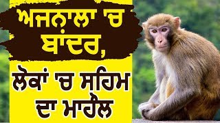 Ajnala में Monkey, लोगों में सहम का माहौल