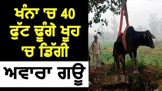 Khanna में 40 फुट गहरे कुँए में गिरी आवारा गाय