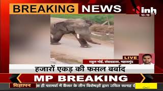 Chhattisgarh News || Mahasamund, हाथियों की दस्तक से ग्रामीणों में दहशत