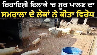 रिहाइशी इलाके में सूअर पालने का Samrala के लोगों ने किया विरोध