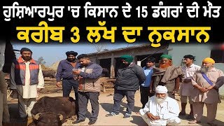 Hoshiarpur में Gujjar की 15 भैंसों की मौत करीब 3लाख का हुआ नुकसान