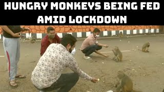 Hungry Monkeys Being Fed Amid Lockdown In Assam | Catch News