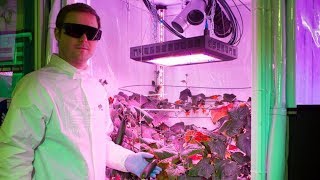 Scientists harvest Antarctic greenhouse vegetables