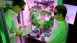 Antarctic Greenhouse's First Harvest Is a Good Sign For Space Farmers