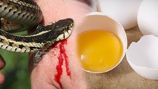 snake bite medicine found from egg