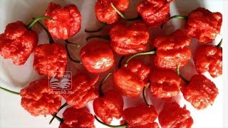 CHILLY , ,GREEN CHILLY, RED CHILLY,Brain effects of 'hottest pepper,hottest pepper in the world