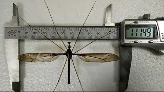 World's largest mosquito is caught in China