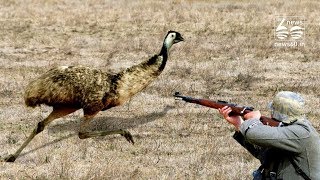 The Great Emu War Of 1932