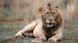Lion has adopted hipster hairstyle in Nairobi National Park