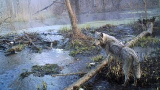 The Wildlife In The Area After The Chernobyl Disaster