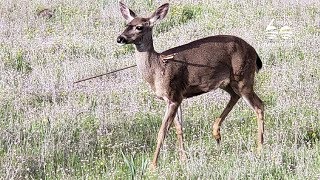 Police investigate multiple deer shot with arrows
