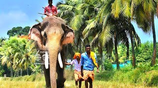 Violation of elephant care rules to attract non-bailable charges