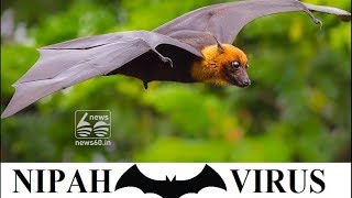 NIPPAH VIRUS: BAT MAY NOT BE THE REASON