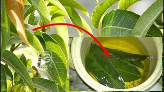 mango leaves health benifits