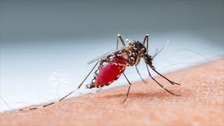Dengue fever cases swell in Kerala