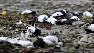 why birds suicides in jatinga