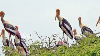 Ranganathitu bird sanctuary