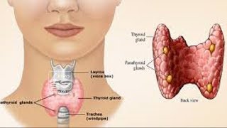 Things to take care of thyroid