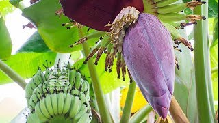 medicinal benefits of banana flower