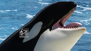 World's first talking killer whale