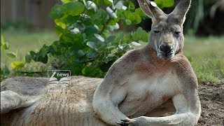 phalaris grass makes Kangaroo ill